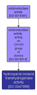 GO:0047988 - hydroxyacid-oxoacid transhydrogenase activity (interactive image map)