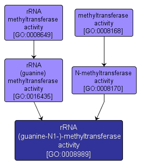 GO:0008989 - rRNA (guanine-N1-)-methyltransferase activity (interactive image map)