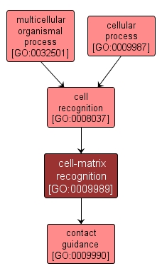 GO:0009989 - cell-matrix recognition (interactive image map)