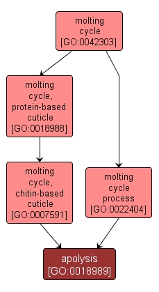GO:0018989 - apolysis (interactive image map)