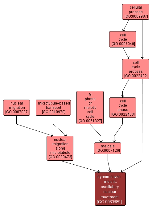 GO:0030989 - dynein-driven meiotic oscillatory nuclear movement (interactive image map)