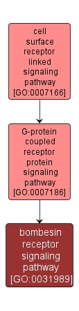 GO:0031989 - bombesin receptor signaling pathway (interactive image map)