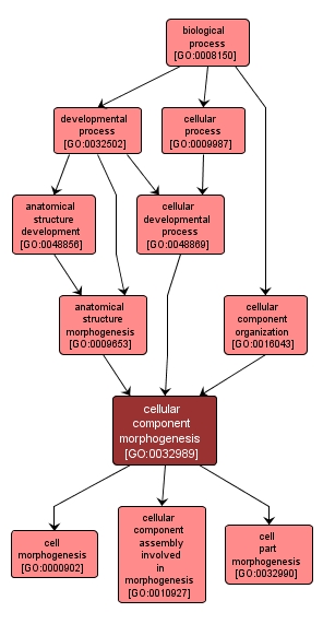 GO:0032989 - cellular component morphogenesis (interactive image map)