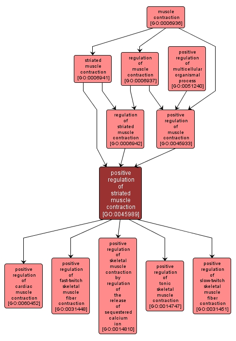 GO:0045989 - positive regulation of striated muscle contraction (interactive image map)