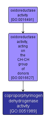 GO:0051989 - coproporphyrinogen dehydrogenase activity (interactive image map)