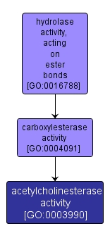 GO:0003990 - acetylcholinesterase activity (interactive image map)