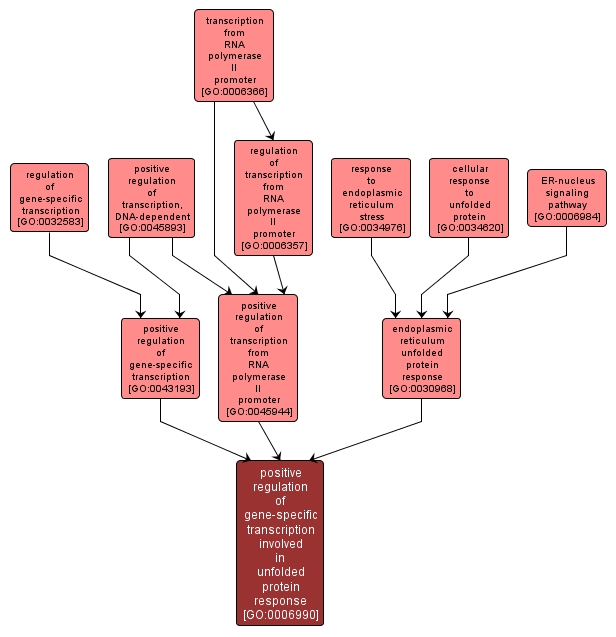 GO:0006990 - positive regulation of gene-specific transcription involved in unfolded protein response (interactive image map)