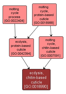 GO:0018990 - ecdysis, chitin-based cuticle (interactive image map)