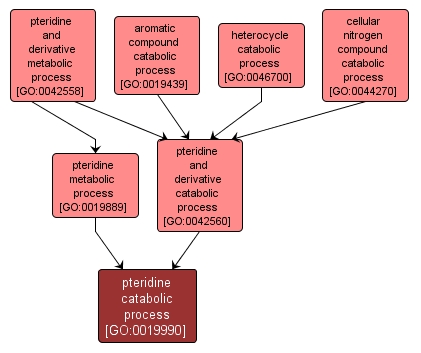 GO:0019990 - pteridine catabolic process (interactive image map)