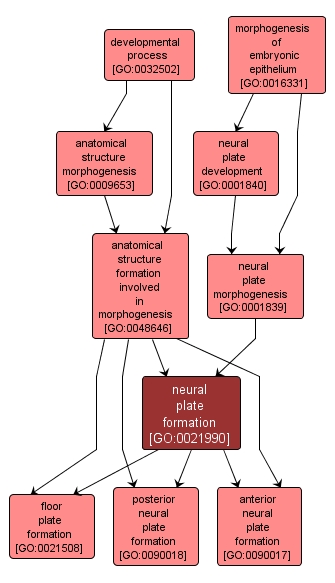 GO:0021990 - neural plate formation (interactive image map)