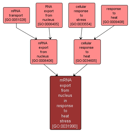 GO:0031990 - mRNA export from nucleus in response to heat stress (interactive image map)