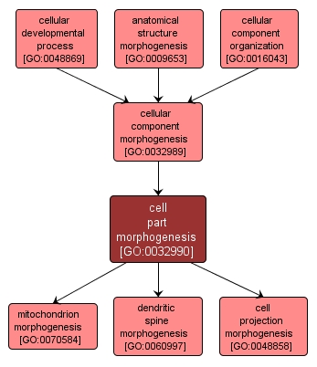 GO:0032990 - cell part morphogenesis (interactive image map)