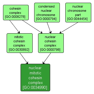 GO:0034990 - nuclear mitotic cohesin complex (interactive image map)