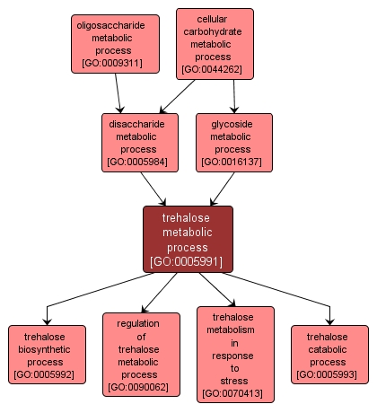 GO:0005991 - trehalose metabolic process (interactive image map)