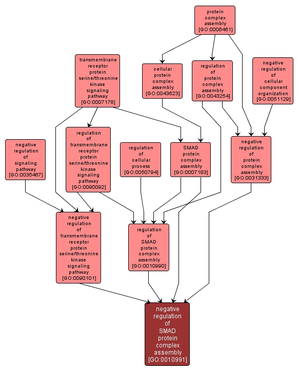 GO:0010991 - negative regulation of SMAD protein complex assembly (interactive image map)