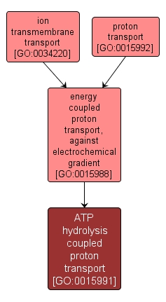 GO:0015991 - ATP hydrolysis coupled proton transport (interactive image map)