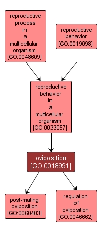 GO:0018991 - oviposition (interactive image map)