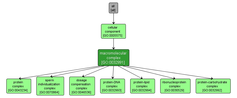 GO:0032991 - macromolecular complex (interactive image map)