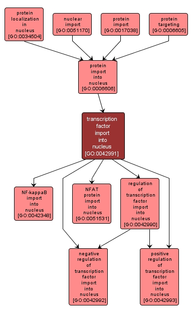 GO:0042991 - transcription factor import into nucleus (interactive image map)