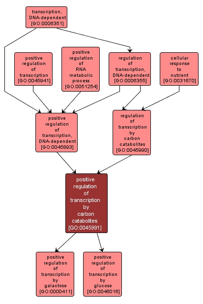 GO:0045991 - positive regulation of transcription by carbon catabolites (interactive image map)