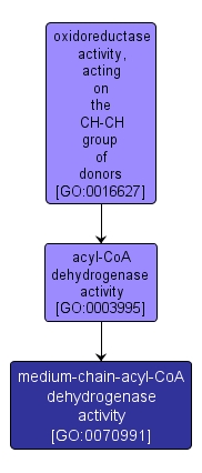 GO:0070991 - medium-chain-acyl-CoA dehydrogenase activity (interactive image map)