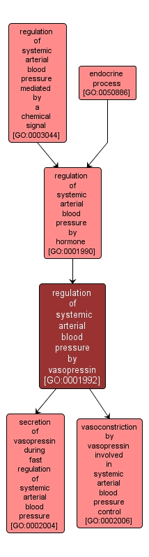 GO:0001992 - regulation of systemic arterial blood pressure by vasopressin (interactive image map)