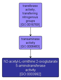 GO:0003992 - N2-acetyl-L-ornithine:2-oxoglutarate 5-aminotransferase activity (interactive image map)