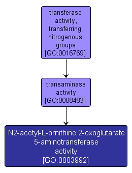 GO:0003992 - N2-acetyl-L-ornithine:2-oxoglutarate 5-aminotransferase activity (interactive image map)