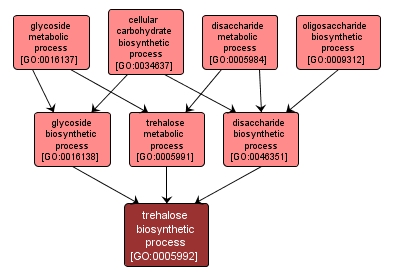 GO:0005992 - trehalose biosynthetic process (interactive image map)