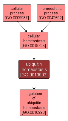 GO:0010992 - ubiquitin homeostasis (interactive image map)