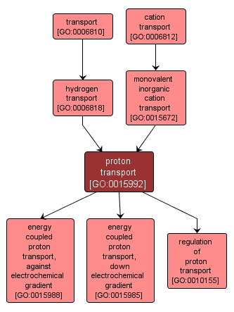 GO:0015992 - proton transport (interactive image map)