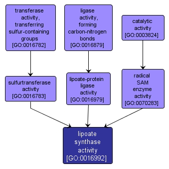 GO:0016992 - lipoate synthase activity (interactive image map)