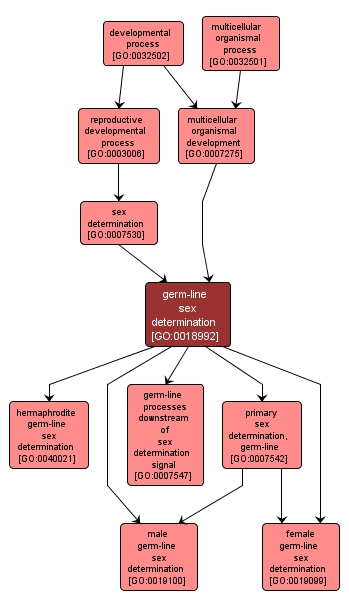 GO:0018992 - germ-line sex determination (interactive image map)