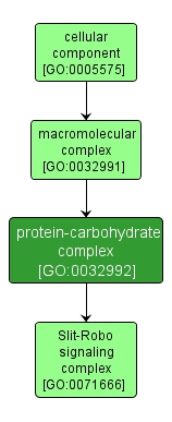 GO:0032992 - protein-carbohydrate complex (interactive image map)