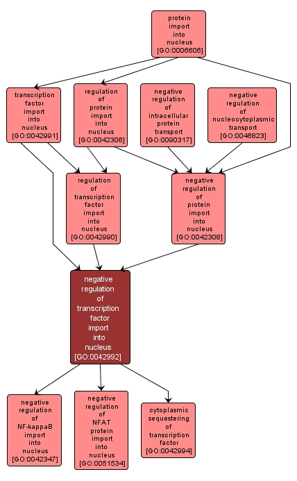 GO:0042992 - negative regulation of transcription factor import into nucleus (interactive image map)