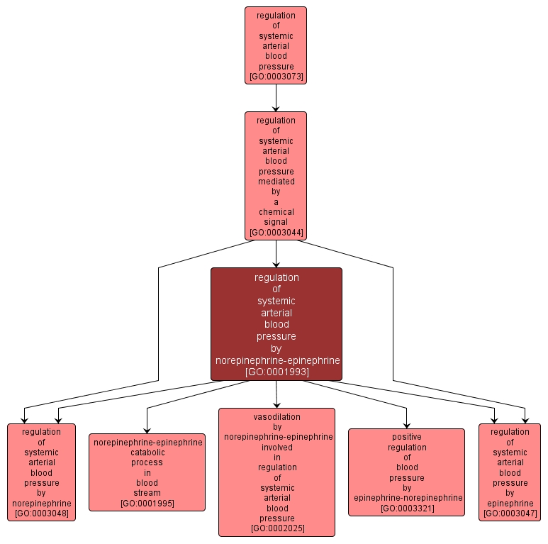 GO:0001993 - regulation of systemic arterial blood pressure by norepinephrine-epinephrine (interactive image map)