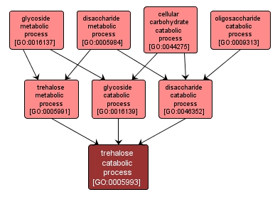 GO:0005993 - trehalose catabolic process (interactive image map)
