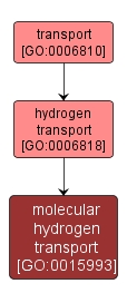 GO:0015993 - molecular hydrogen transport (interactive image map)
