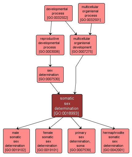 GO:0018993 - somatic sex determination (interactive image map)