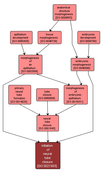 GO:0021993 - initiation of neural tube closure (interactive image map)