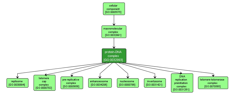 GO:0032993 - protein-DNA complex (interactive image map)