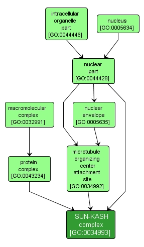 GO:0034993 - SUN-KASH complex (interactive image map)