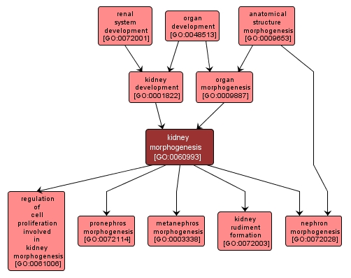 GO:0060993 - kidney morphogenesis (interactive image map)