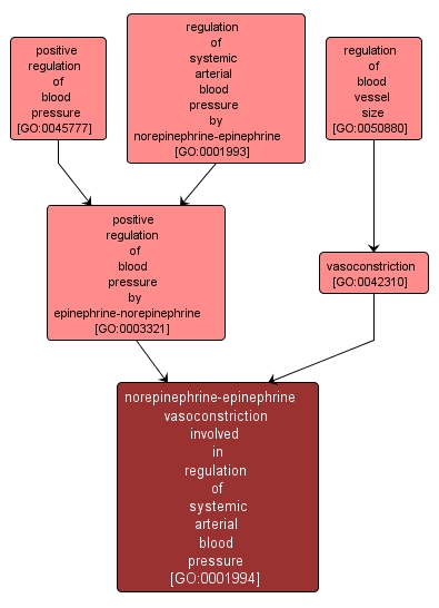 GO:0001994 - norepinephrine-epinephrine vasoconstriction involved in regulation of systemic arterial blood pressure (interactive image map)