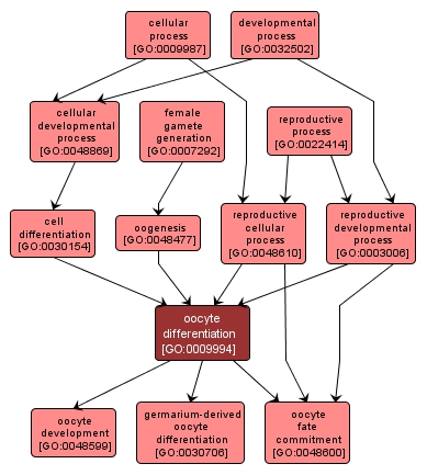 GO:0009994 - oocyte differentiation (interactive image map)