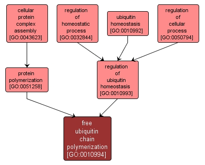 GO:0010994 - free ubiquitin chain polymerization (interactive image map)