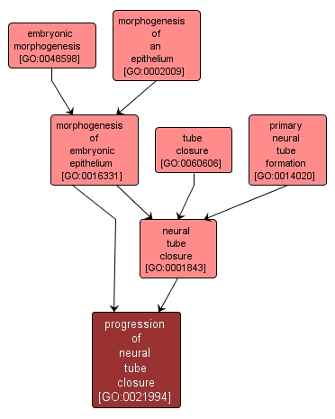 GO:0021994 - progression of neural tube closure (interactive image map)