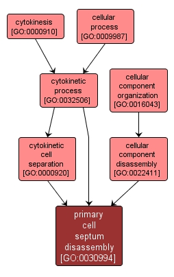 GO:0030994 - primary cell septum disassembly (interactive image map)