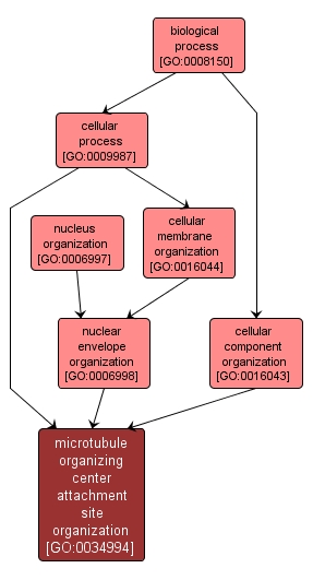GO:0034994 - microtubule organizing center attachment site organization (interactive image map)