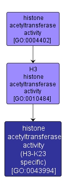 GO:0043994 - histone acetyltransferase activity (H3-K23 specific) (interactive image map)